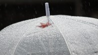 Na een weekeinde stappen gebeurde het onvermijdelijke: er kwam regen na de 2,5 weken zonneschijn...